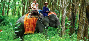 Elephant Trekking