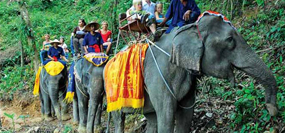 Elephant Trekking